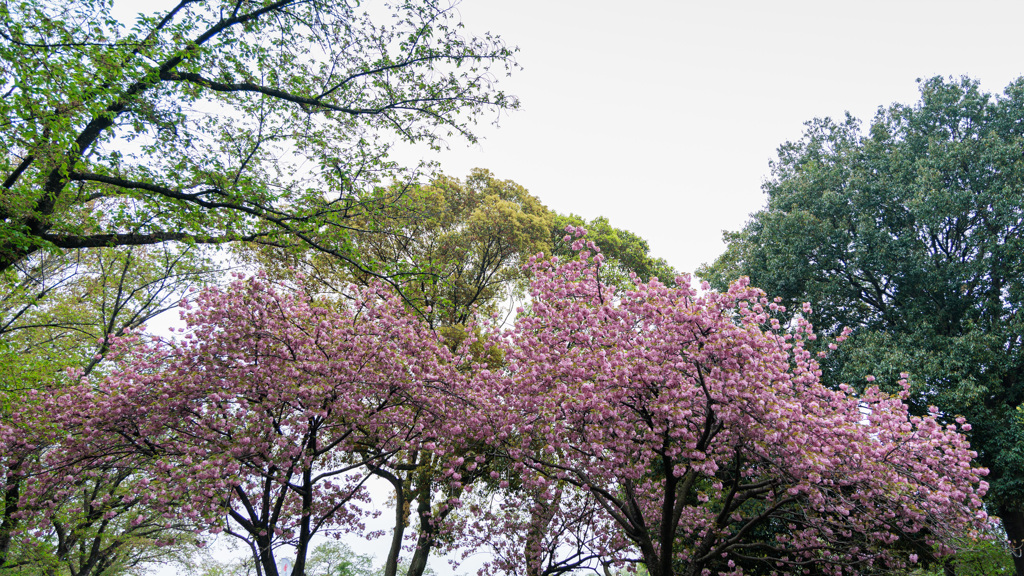 八重桜
