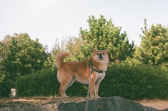 コロン君　フィルム　CANON F-1