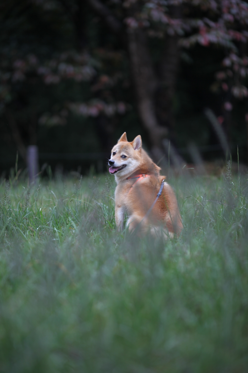ふりむきコロン君