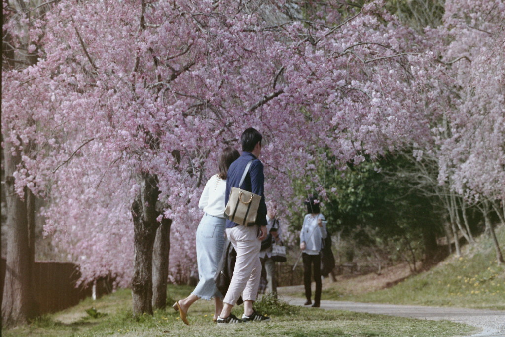 桜と二人