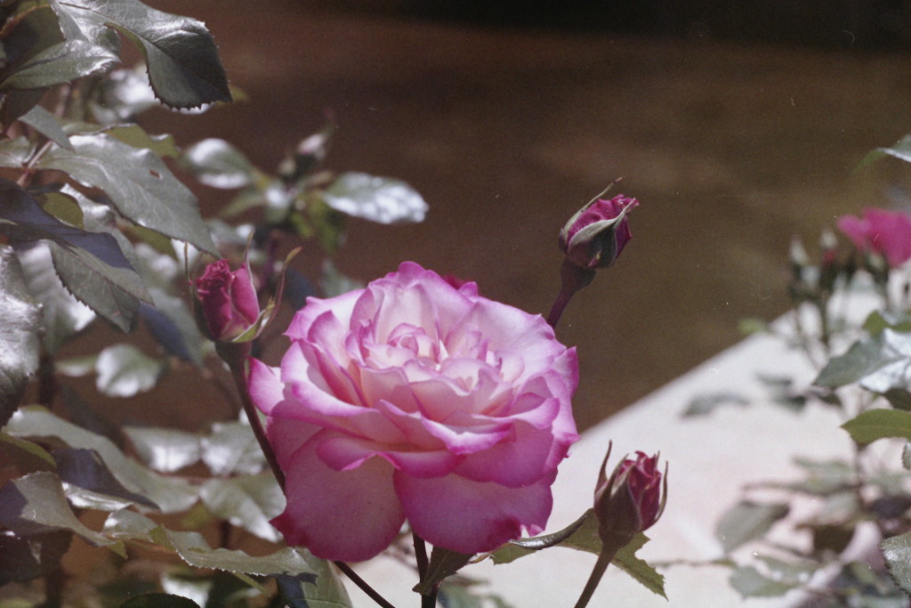 ローズガーデンの薔薇　品種：ほのか
