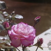 ローズガーデンの薔薇　品種：ほのか