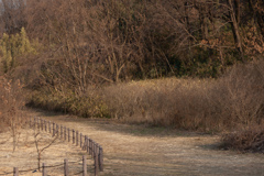 いつもの公園