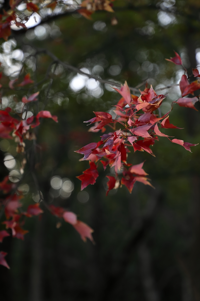 紅葉　ストロボ練習中
