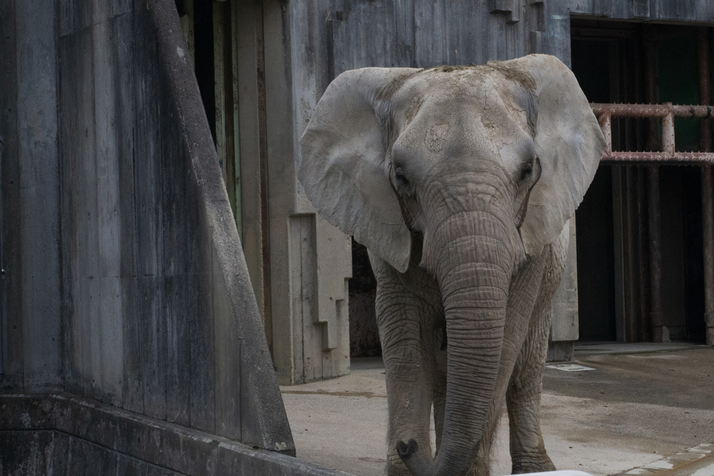 アフリカゾウさん　東山動植物園