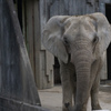 アフリカゾウさん　東山動植物園