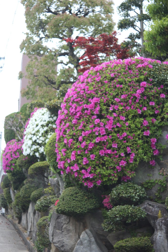 ご近所のツツジ