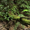 山に入る