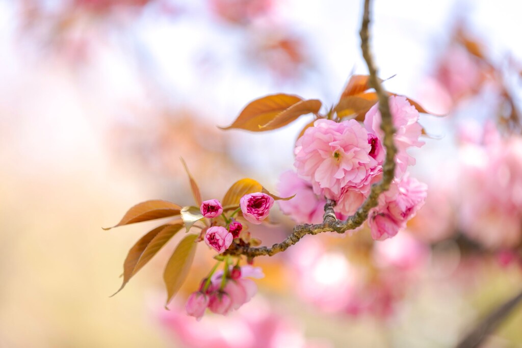 八重桜　⑧