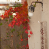 紅葉　そば屋さん休業日②