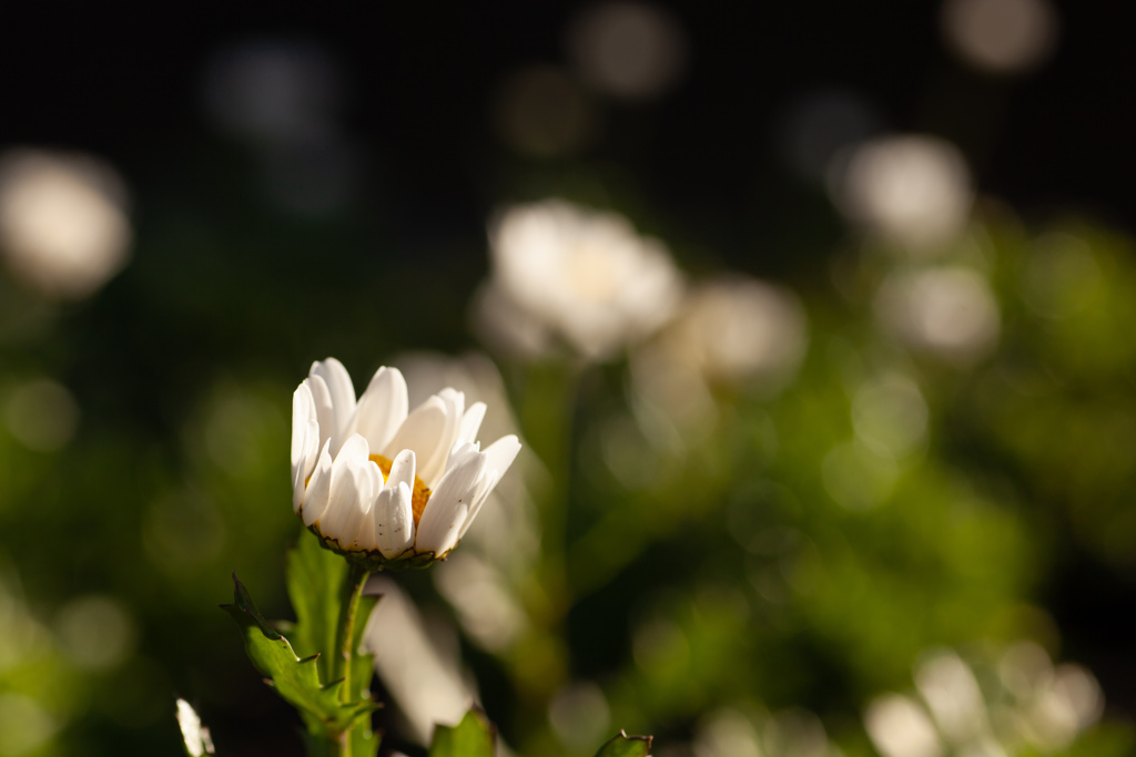 おはよう　白いお花