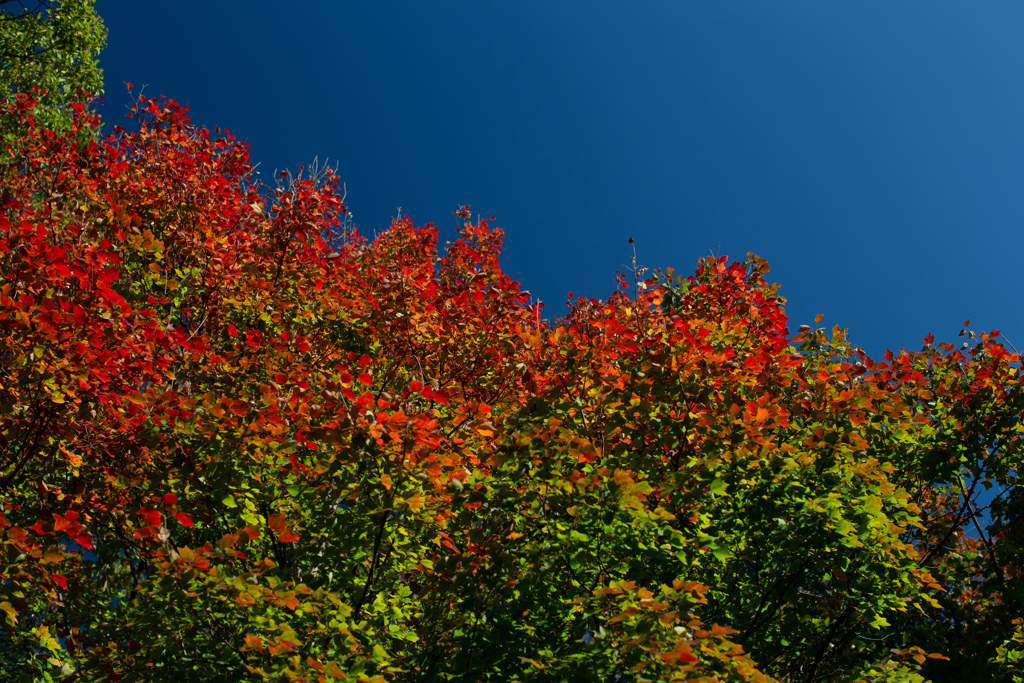 緑から赤へ　紅葉徐々に