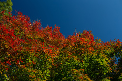 緑から赤へ　紅葉徐々に