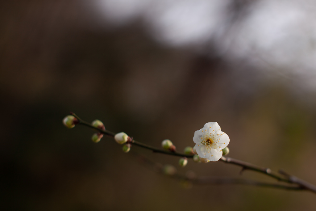 梅　⑰