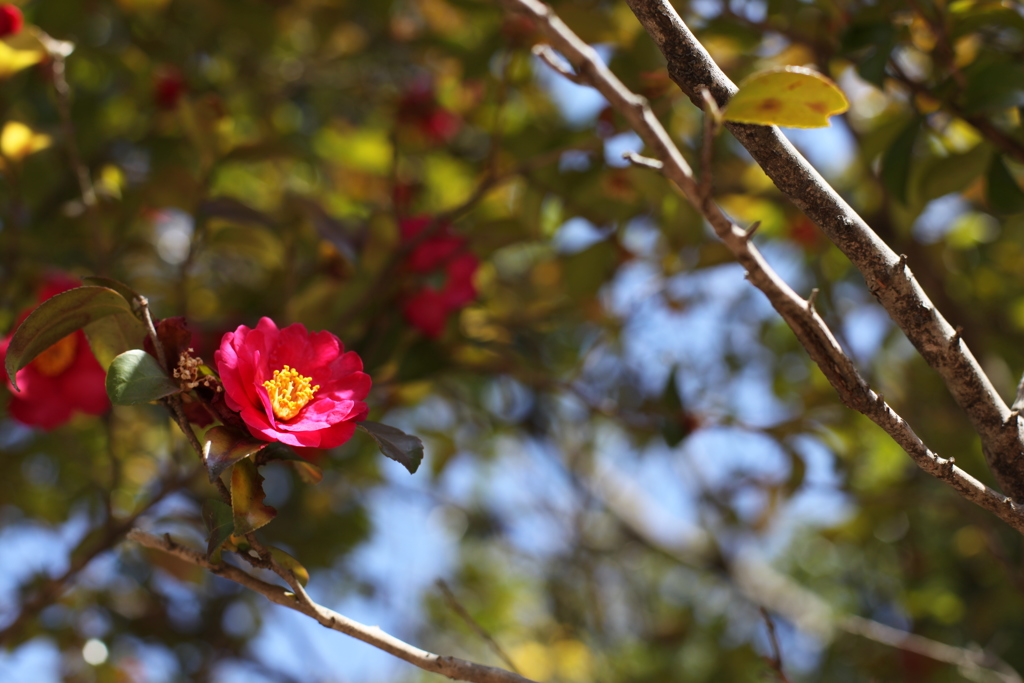 椿　椿シーズン終盤