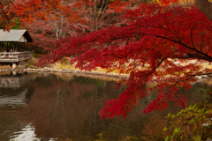 紅葉　いい枝ぶり