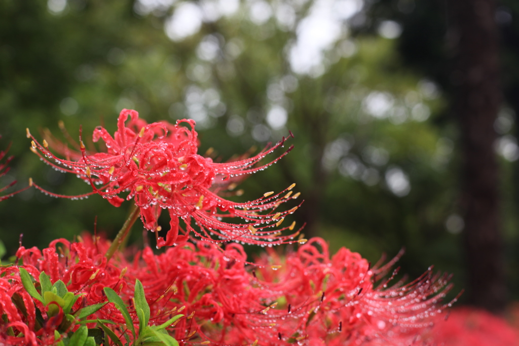 雨の彼岸花