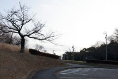 お散歩コースの桜の木