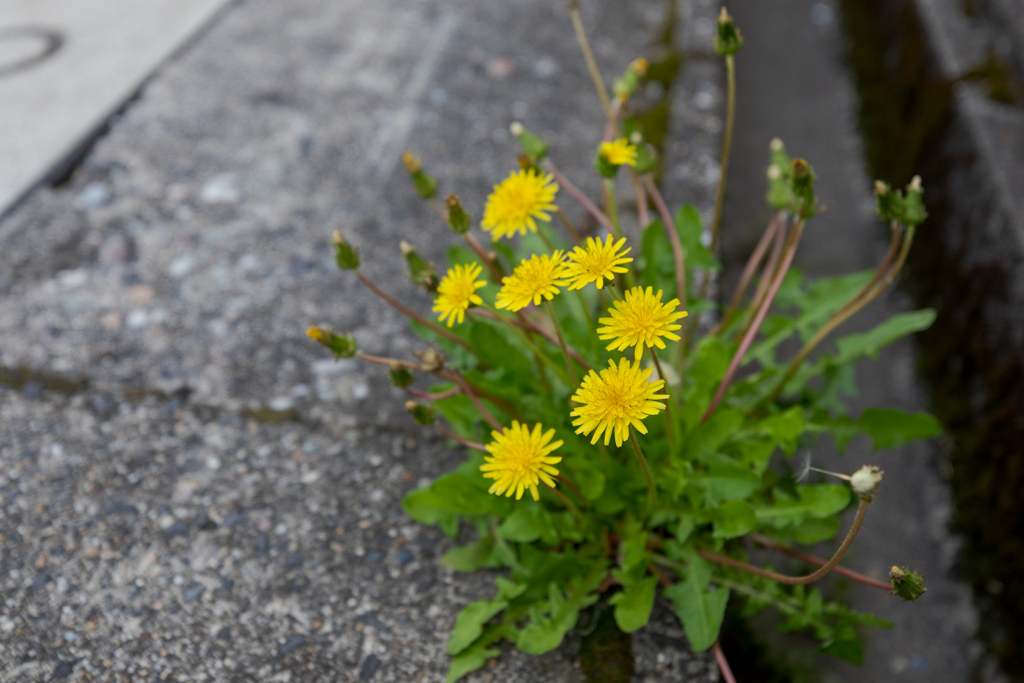 道端のお花シリーズ