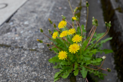 道端のお花シリーズ