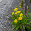 道端のお花シリーズ