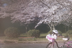 桜　ピンク・ピンク