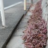 ひめつるそば　道端編　その⑤