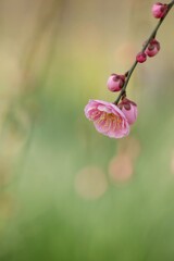 梅