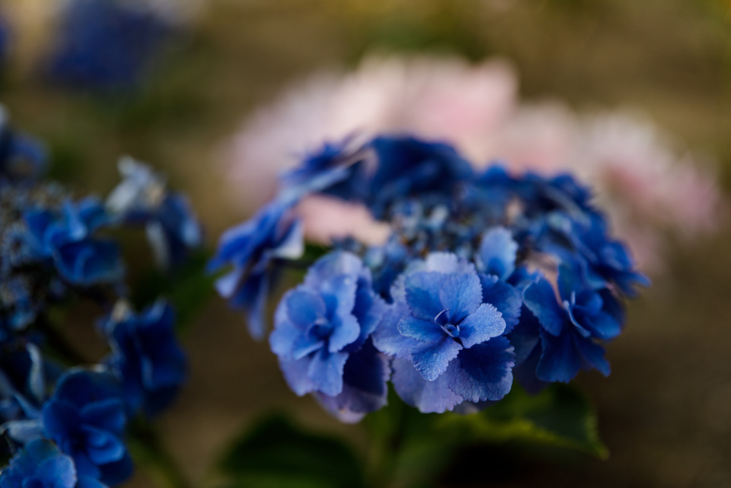 紫陽花　⑪