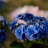 紫陽花　⑪