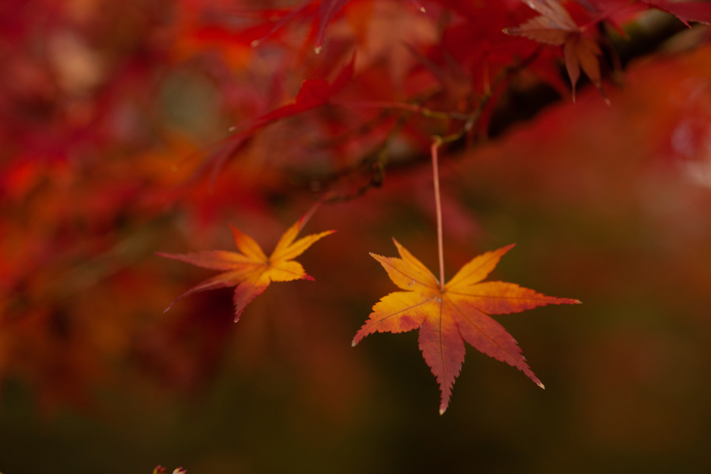 紅葉　がまん比べ　どっちもがんばれ～！