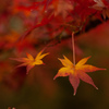 紅葉　がまん比べ　どっちもがんばれ～！