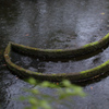 雨の桃厳寺　ついに３０００投稿!!!