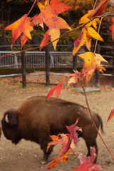 バイソンさん家の紅葉