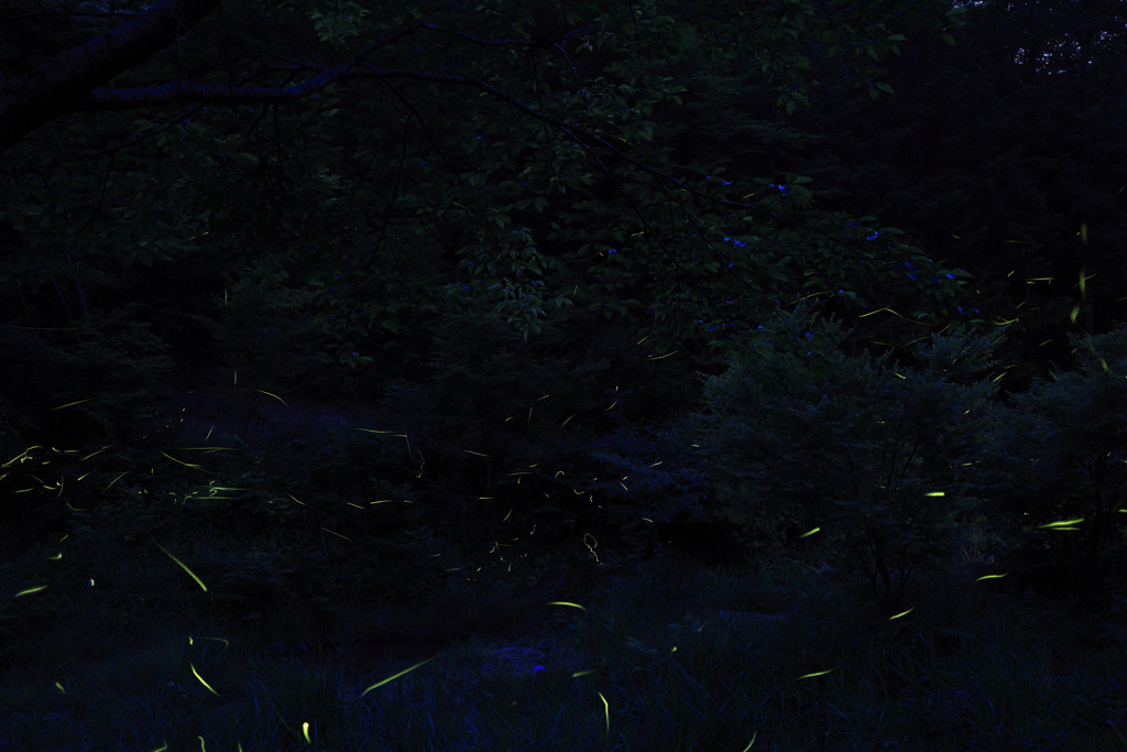 一番蛍みぃーつけた