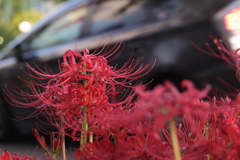 彼岸花　in ブラック