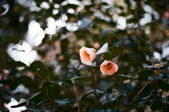 椿二輪　フィルム　ＮＩＫＯＮ　ＦＥ