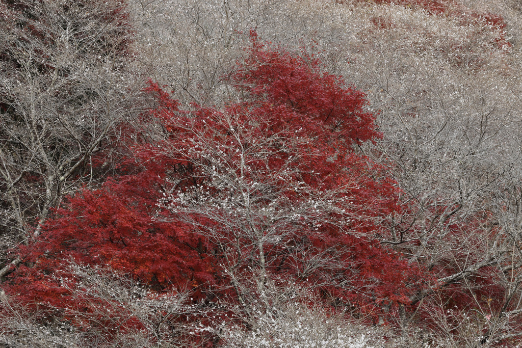 紅葉は散りゆく　
