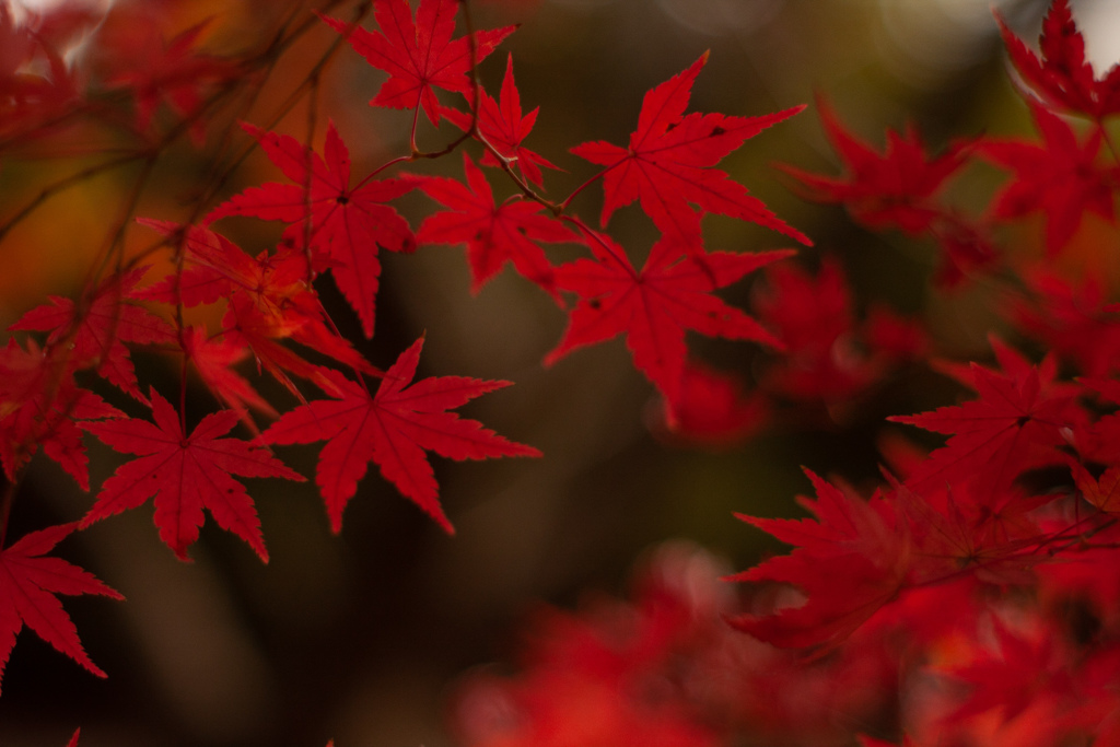 紅葉　オールドレンズ⑤