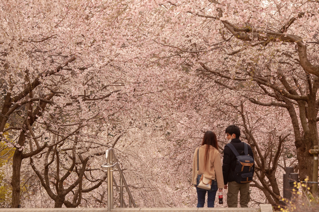 桜の階段　