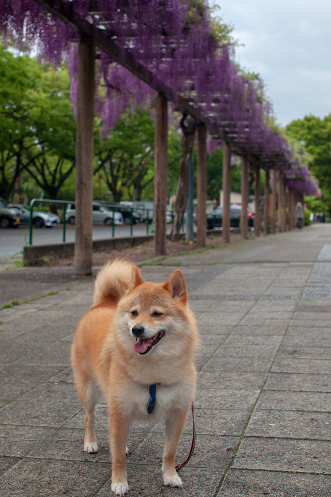 藤とコロン君　名城公園