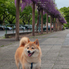 藤とコロン君　名城公園