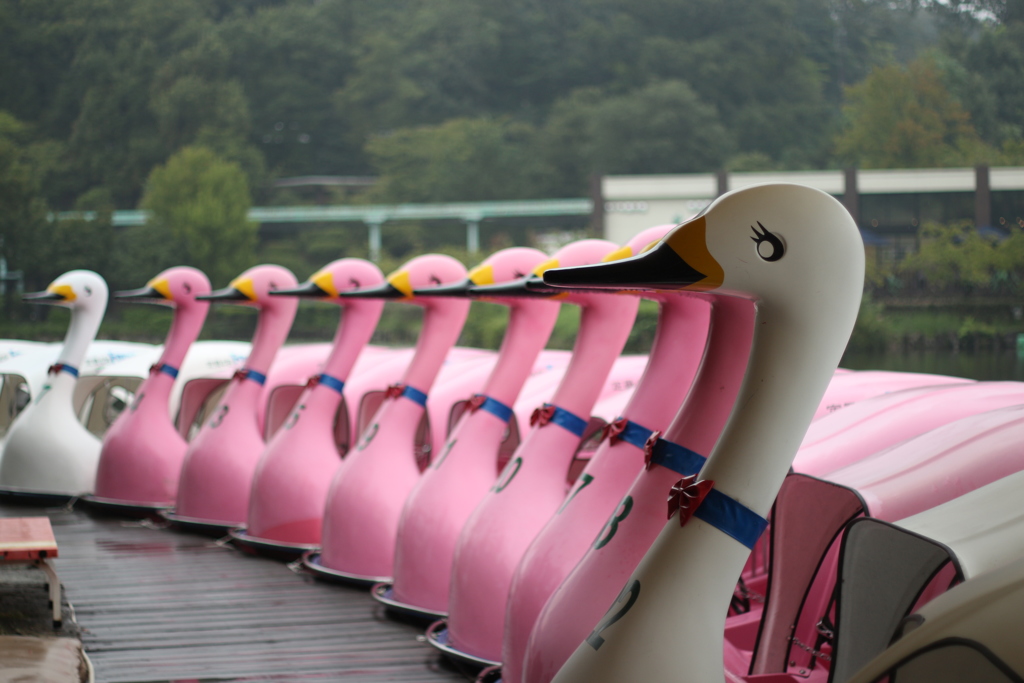 東山動植物園 上池 通称ボート池 By きゅーちゃん頑張る Id 写真共有サイト Photohito