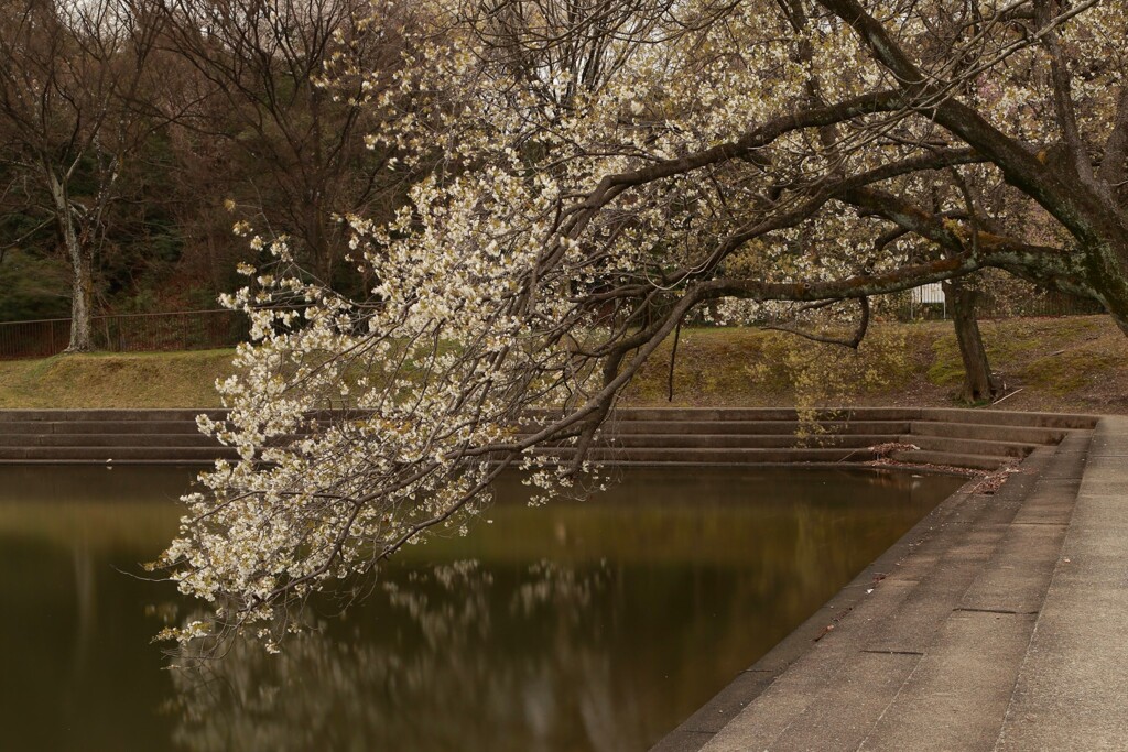 桜　猫洞池
