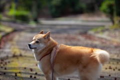 コロン君　イガイガたくさん落ちてた