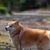コロン君　イガイガたくさん落ちてた