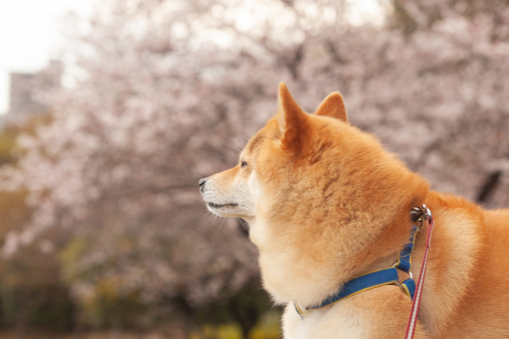 桜とコロン君
