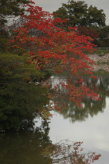 大高緑地公園の紅葉　小池の中島