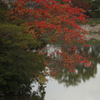 大高緑地公園の紅葉　小池の中島