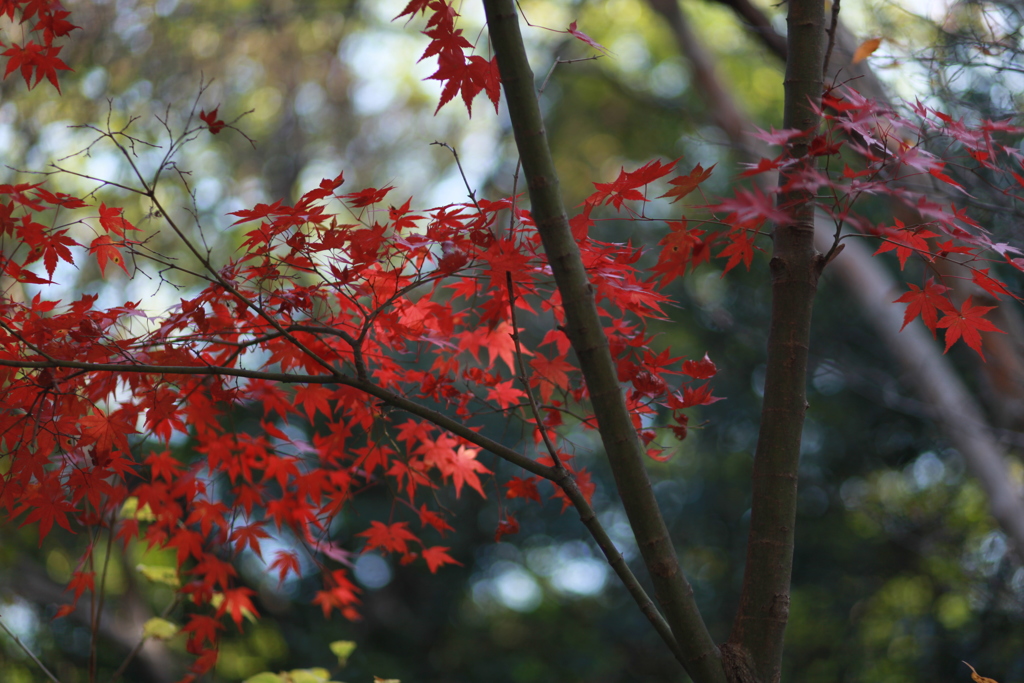 東山動植物園　紅葉ゆっくり進行中